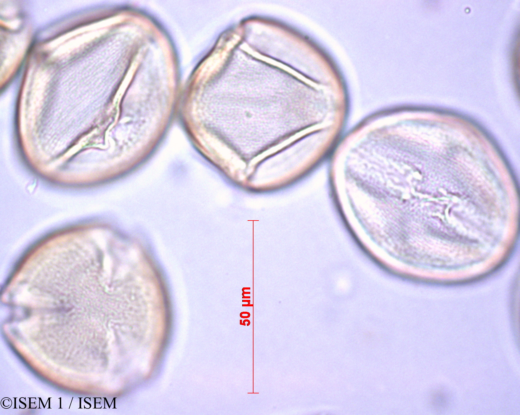 ISEM 1/Prunus_dulcis_27892/Prunus_dulcis_27892_0001(copy).jpg